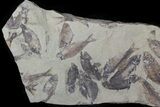 Fossil Fish (Gosiutichthys) Mortality Plate - Lake Gosiute #63158-2